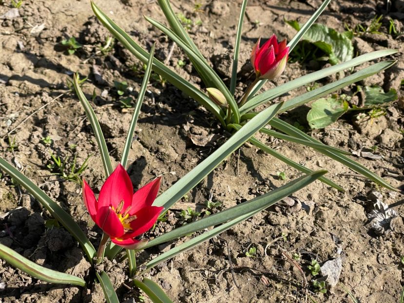  - 002 Grădina 2024 1