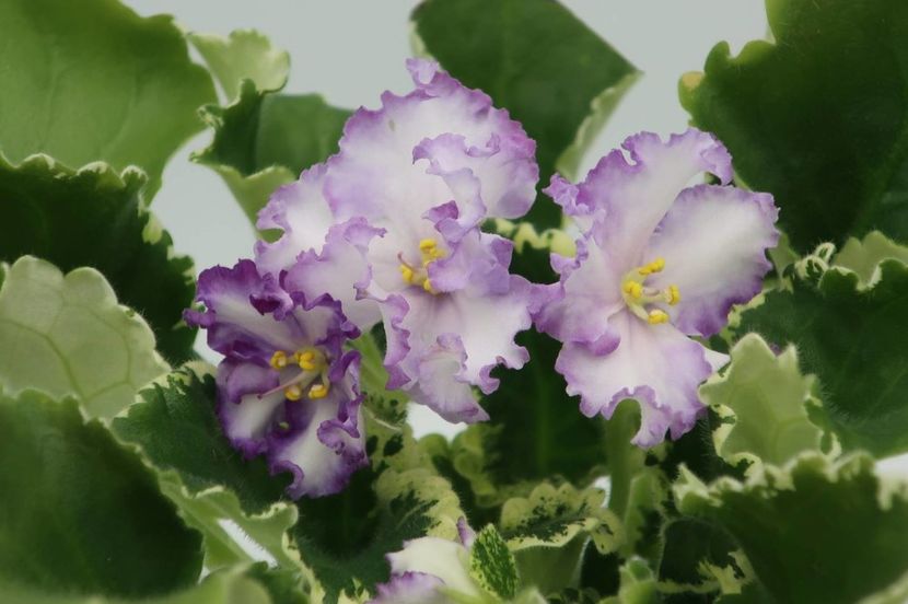 FOTO INTERNET - LF Kavkazskye Gori