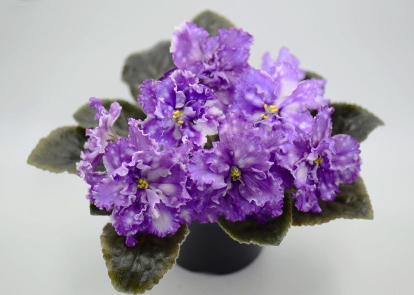 foto internet - KZ Slivovyi Dojdi