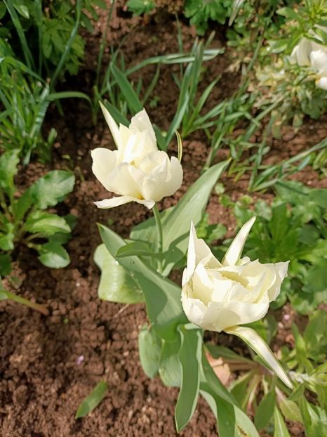Img.2024.03.23 - A doua grădină