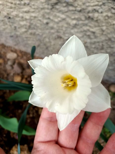 Img.2024.03.23 - A doua grădină