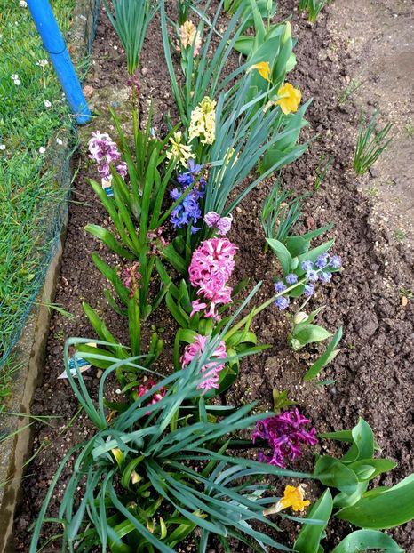 Img.2024.03.23 - A doua grădină