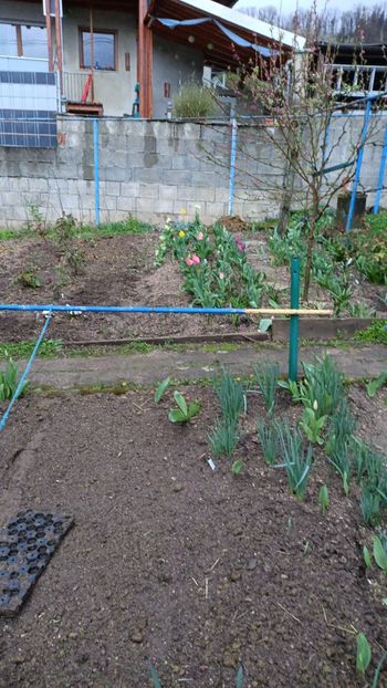 IMG-2024.03.23 - A doua grădină