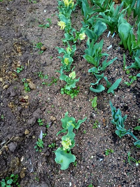 Img.2024.03.23 - A doua grădină