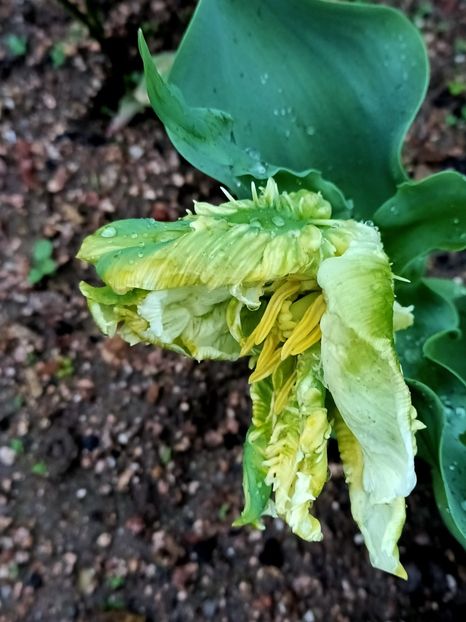 Img.2024.03.23 - A doua grădină