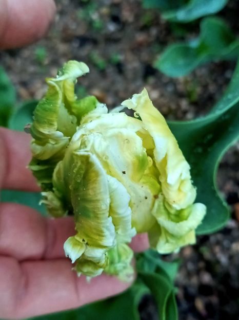 Img.2024.03.23 - A doua grădină