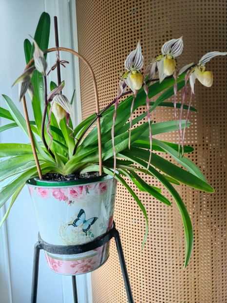 Paph. Philippinense - Orhidee_5_simpodiale fără pseudobulbi