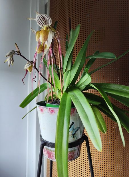 Paph. Philippinense - Orhidee_5_simpodiale fără pseudobulbi