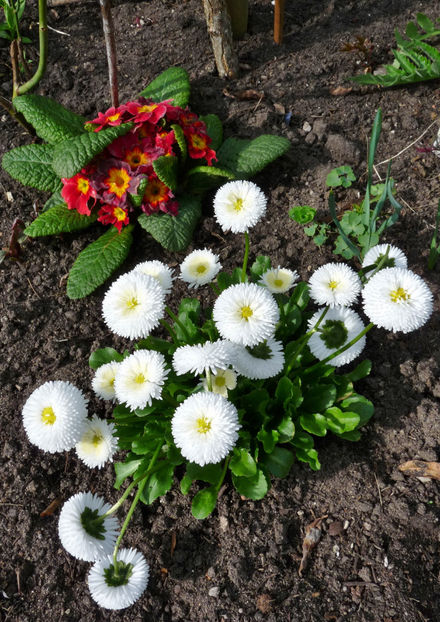  - 2024 - 01 - Primavara