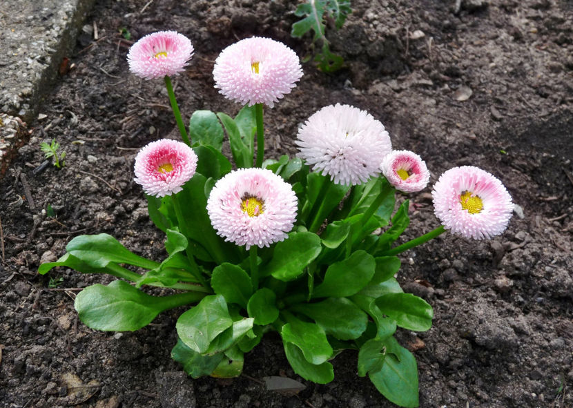  - 2024 - 01 - Primavara