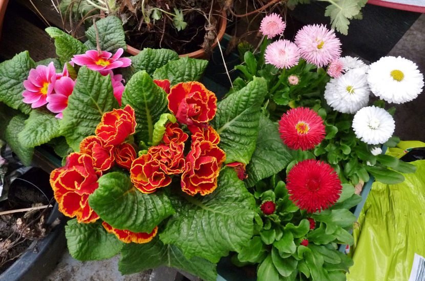  - 2024 - 01 - Primavara