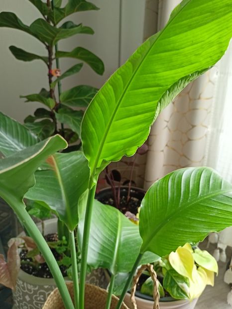 Strelitzia - Plante verzi de apartament