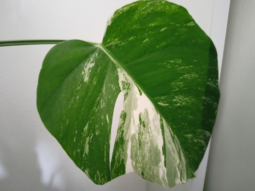 Monstera deliciosa Albo Variegata - Plante verzi de apartament