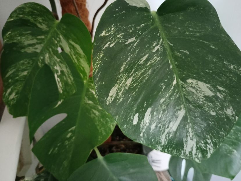  - Plante verzi de apartament