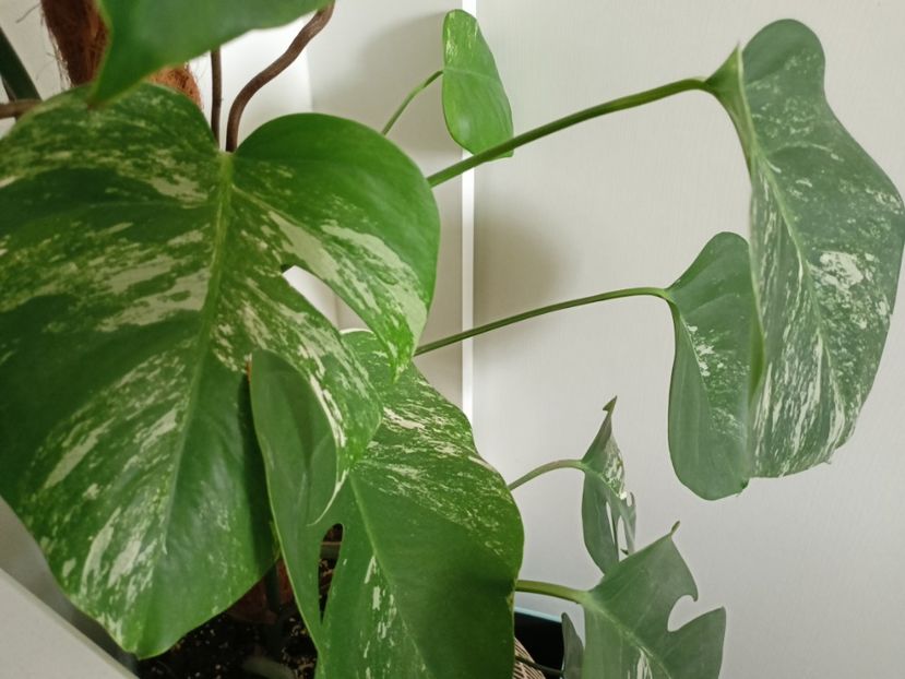  - Plante verzi de apartament