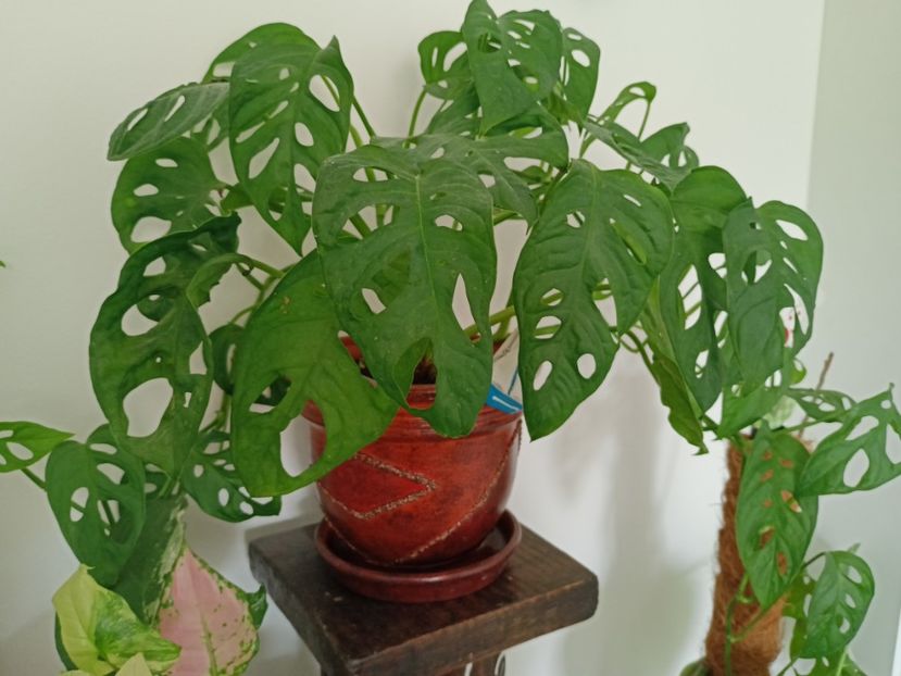  - Plante verzi de apartament