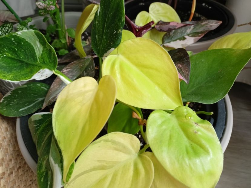 Philodendron Micans Lime - Plante verzi de apartament