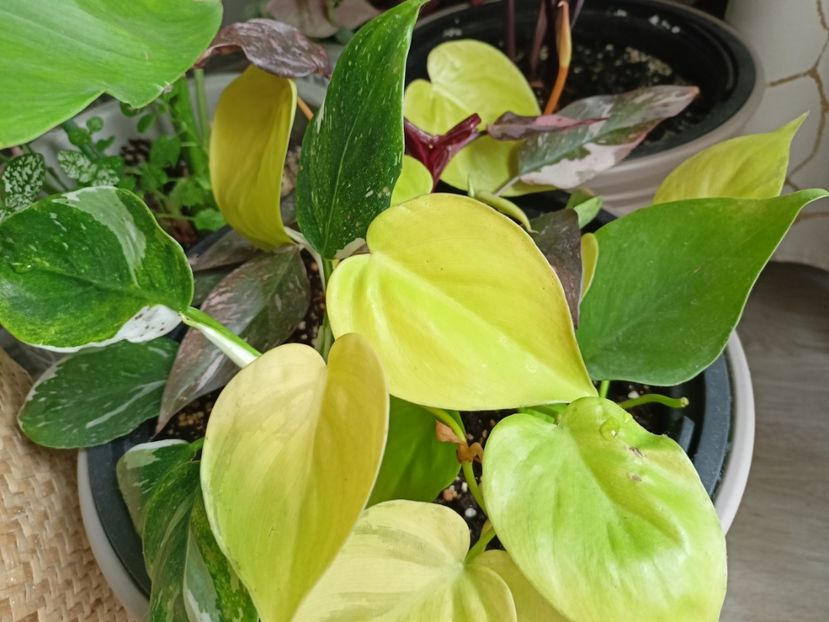 mix philodendroni Lime, Pink Princess Marble Galaxy, White Wizard - Plante verzi de apartament