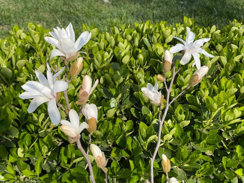  - 002 Grădina 2024 1