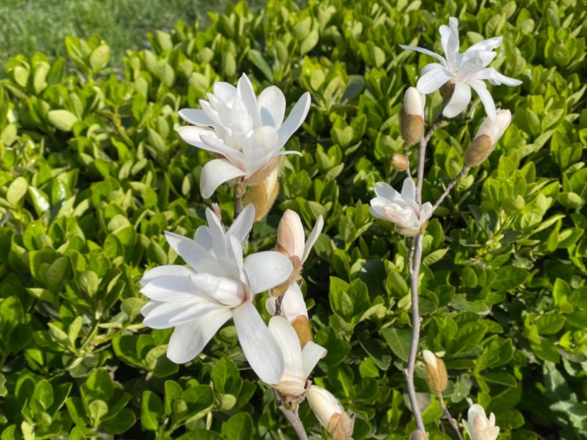  - 002 Grădina 2024 1