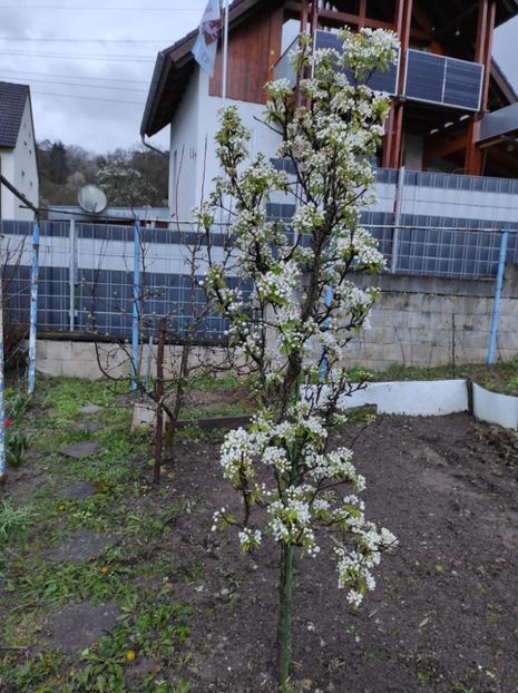 Img-2024.03.24-părul - A doua grădină