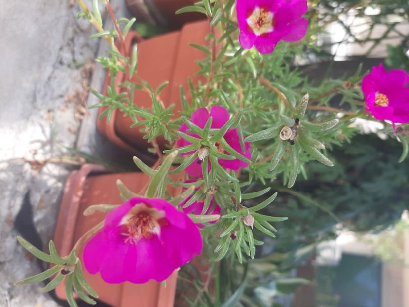  - Florile mele 2023