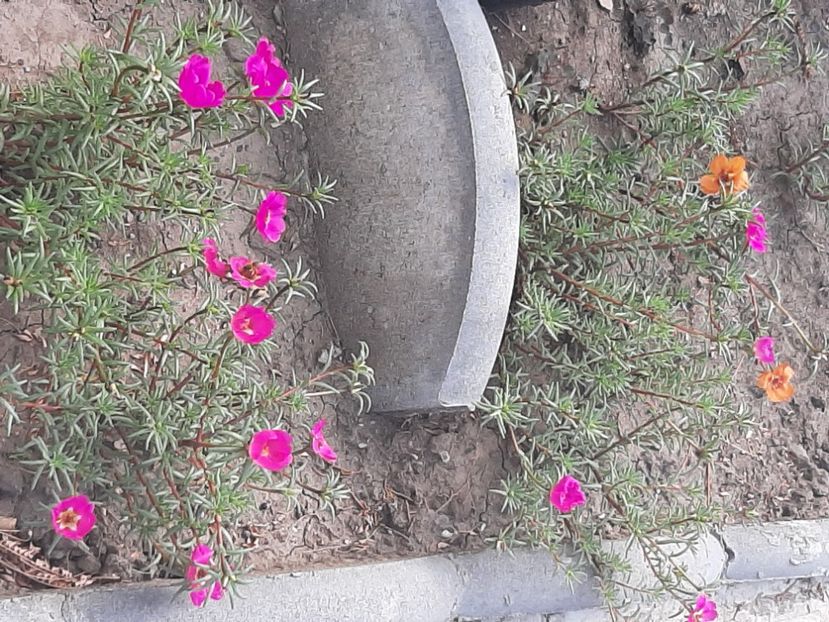  - Florile mele 2023
