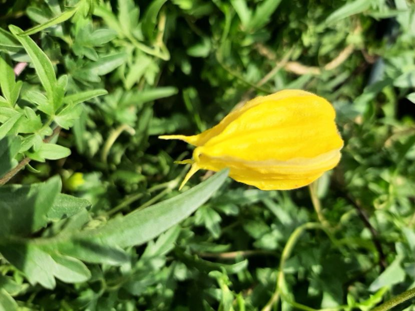  - Florile mele 2023