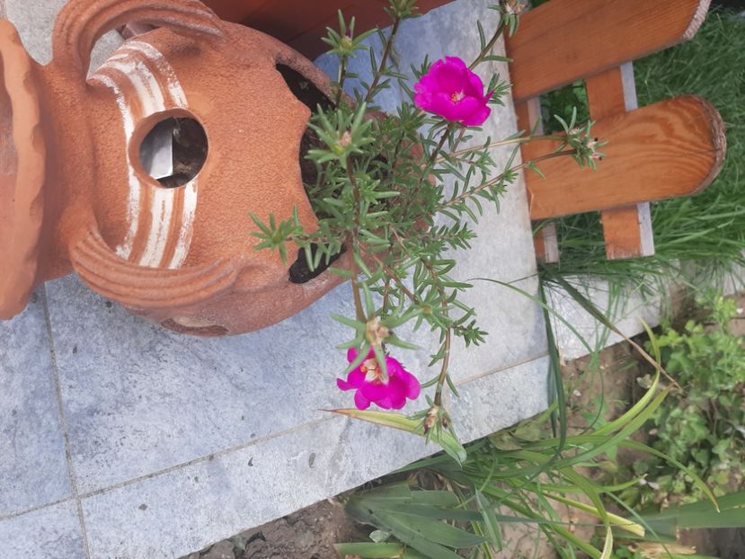  - Florile mele 2023