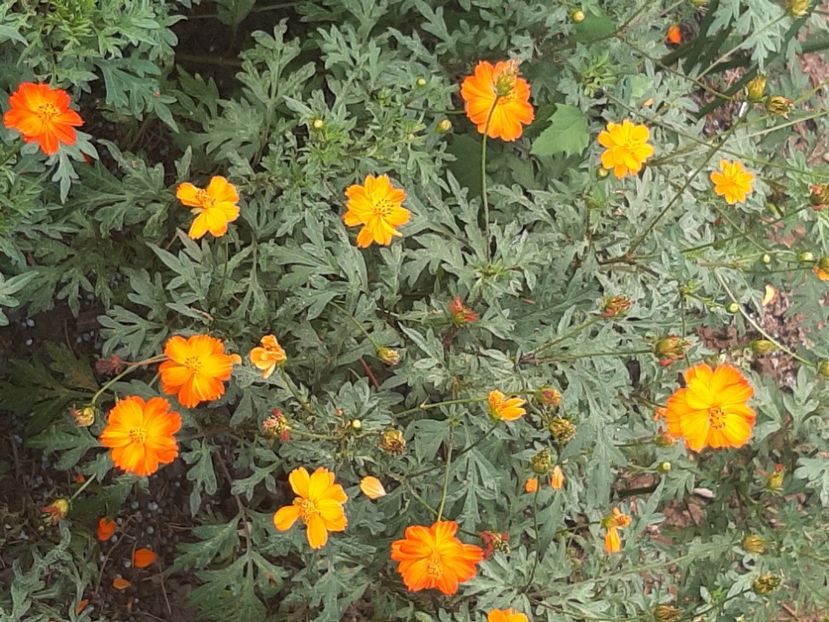  - Florile mele 2023