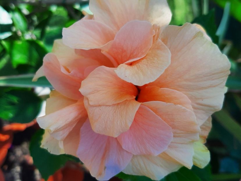  - Florile mele 2023