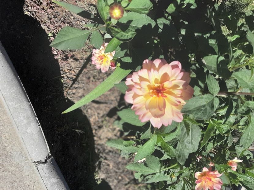  - Florile mele 2023