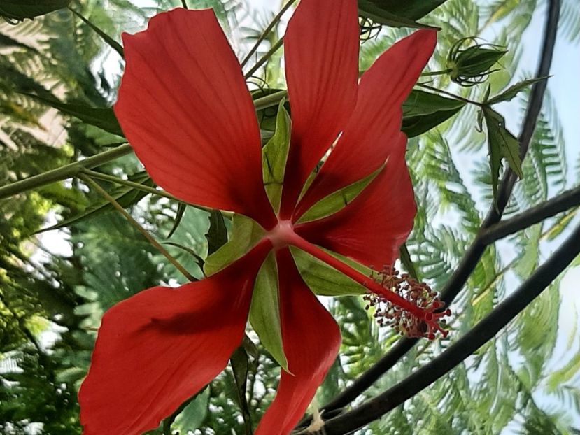  - Florile mele 2023