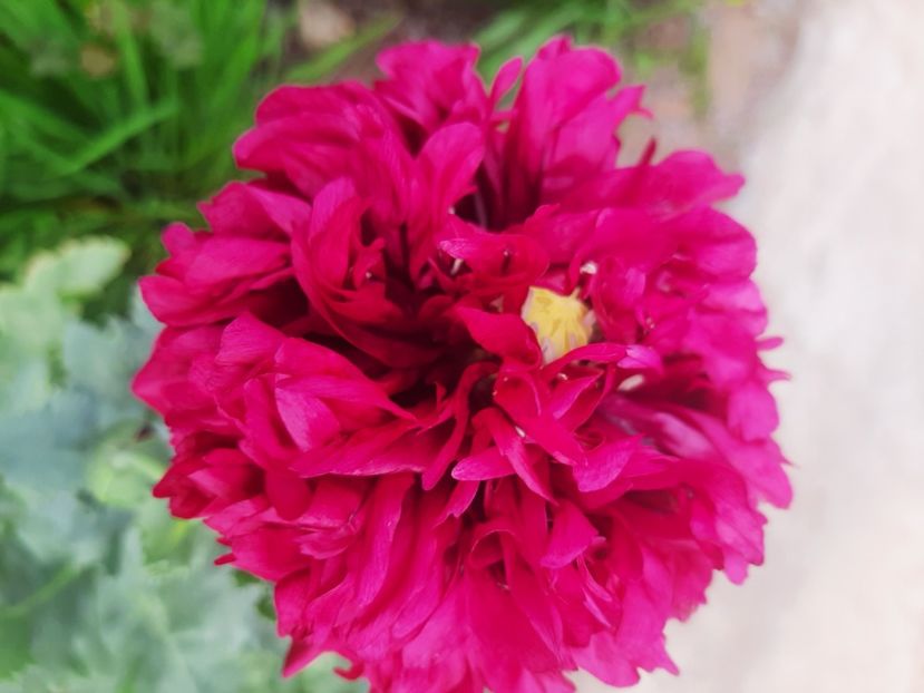  - Florile mele 2023