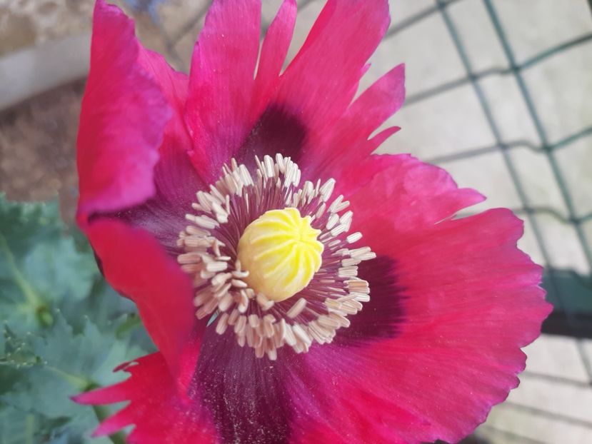  - Florile mele 2023