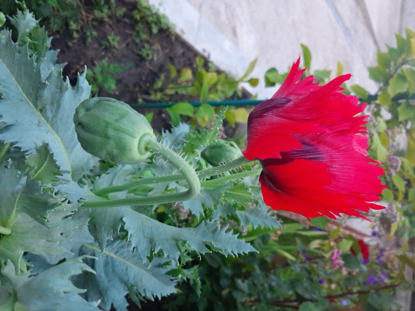  - Florile mele 2023