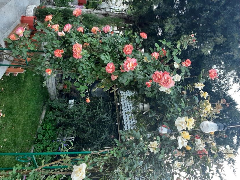  - Florile mele 2023