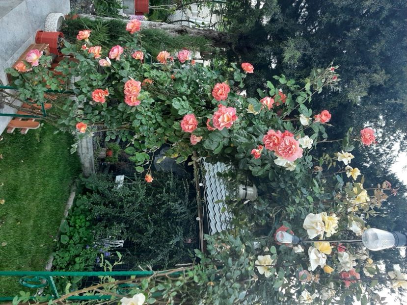  - Florile mele 2023