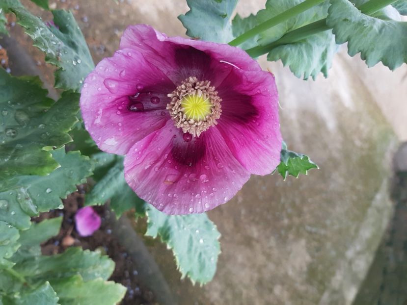  - Florile mele 2023