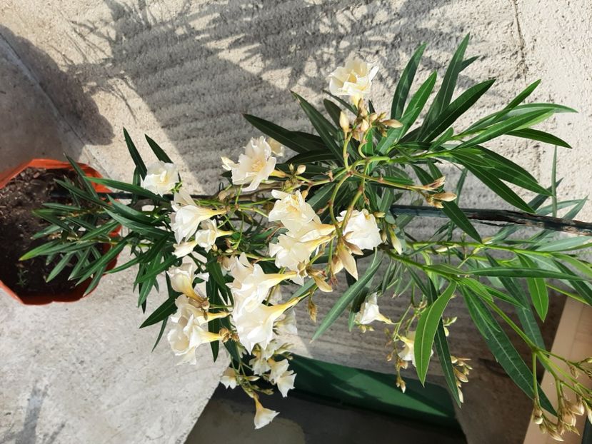  - Florile mele 2023