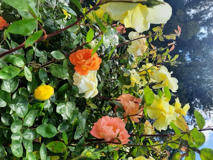  - Florile mele 2023