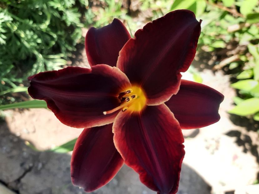  - Florile mele 2023
