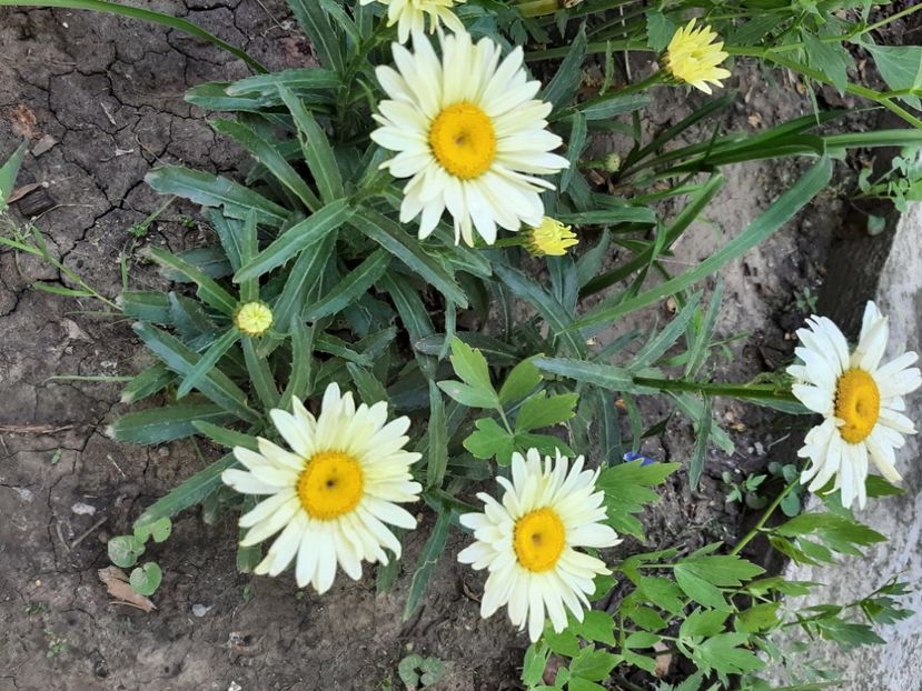  - Florile mele 2023