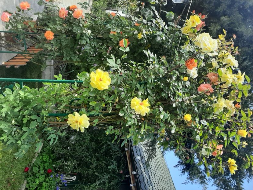  - Florile mele 2023