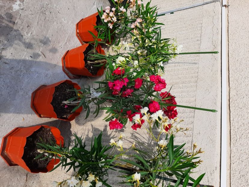  - Florile mele 2023