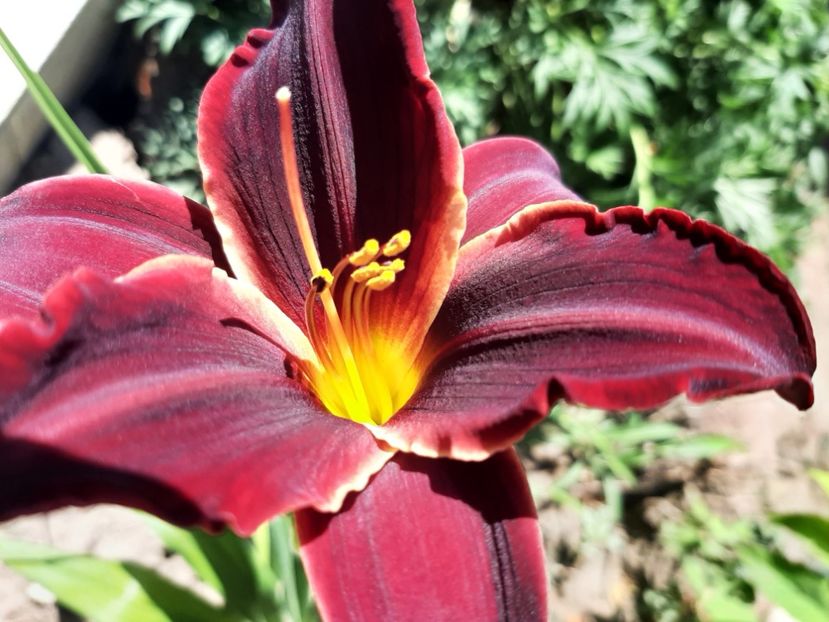 - Florile mele 2023
