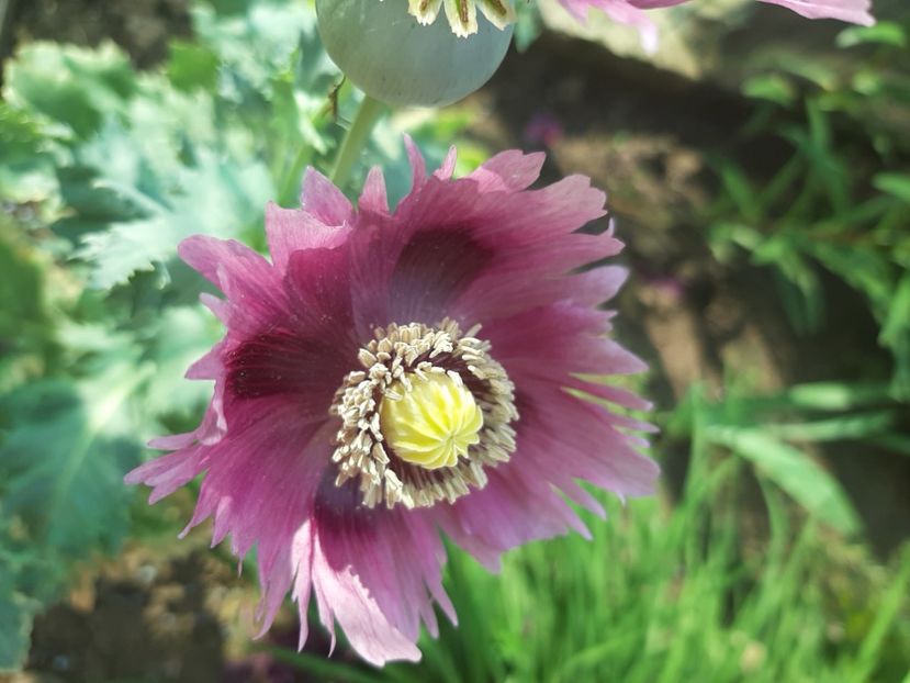  - Florile mele 2023