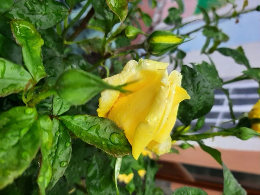  - Florile mele 2023