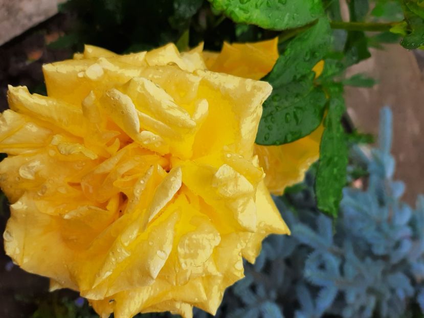  - Florile mele 2023