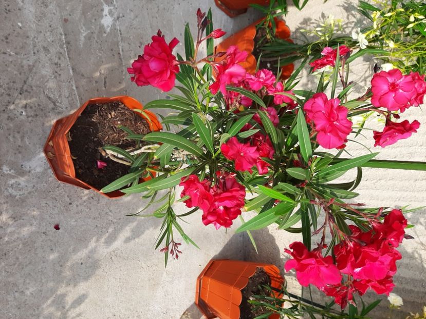  - Florile mele 2023